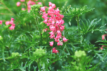 Bright pink flowers bloom among vibrant green foliage in a garden setting during spring