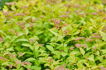 Lush green plants with delicate purple flowers thriving in a natural setting during daylight