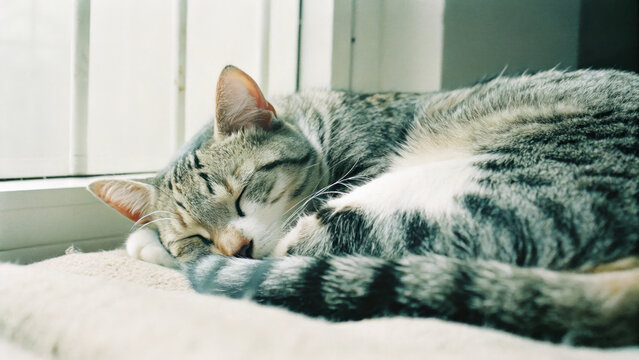 cat curled up peacefully asleep on soft surface by window, enjoying sunlight