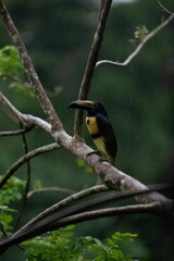 Toucan in Rainforest Setting