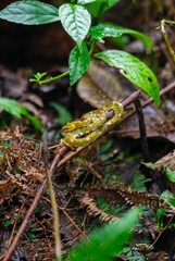 Camouflaged Green Snake in Rainforest Foliage