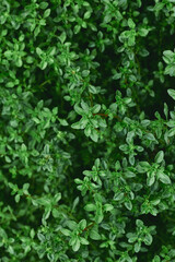 Obraz premium Fresh thyme plants growing densely in a vibrant green garden space during the summer season