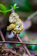 Green snake coiled on a twig in lush forest.