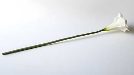 A Delicate White Lily with Long Green Stem on Smooth White Background