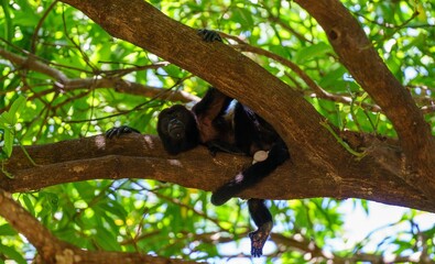 Howler monkey resting on a tree branch.