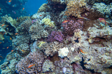 Colorful, picturesque coral reef at the bottom of tropical sea, hard corals and fishes Anthias,...