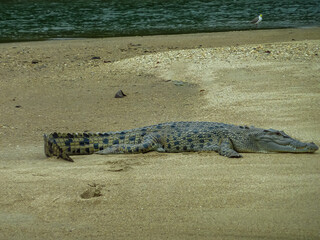 A saltwater crocodile resting on a sandy riverbank along Daintree River in Cape Tribulation, Queensland, Australia. The reptile is basking in sunlight with turquoise water and vegetation in background