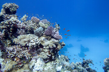 Colorful, picturesque coral reef at the bottom of tropical sea, hard corals and fishes Anthias, underwater landscape