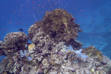 Colorful coral reef at the bottom of tropical sea, finger coral and fish anthias, underwater...