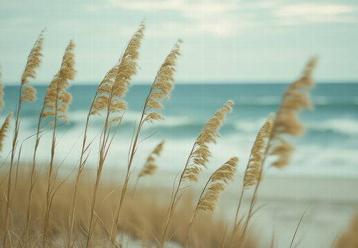 A beach scene with tall grasses blowing in the wind