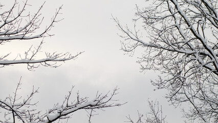 winter background, photo of snowy tree branches and gray sky in winter view from below