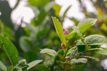 Obraz premium Fresh Green Leaves with Emerging Pink Bud