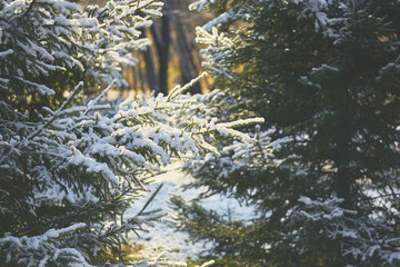 Fresh snow blankets the evergreen trees, softly illuminated by natural light