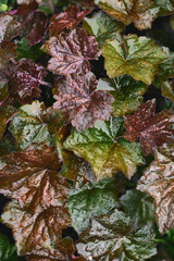 Vibrant leaves glisten after rain in a lush garden during early morning hours