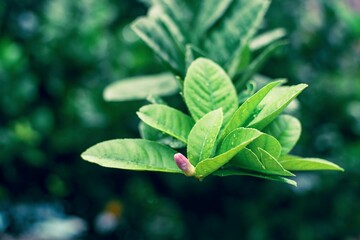 Fresh Green Leaves with Emerging Pink Bud