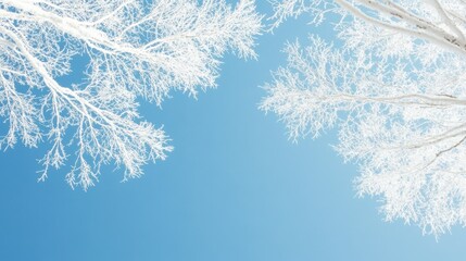 Snowy branches clear winter sky