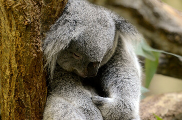 コアラ