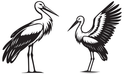 white stork with a baby