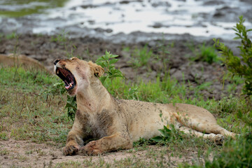 Lionne au parc national du Serengeti en Tanzanie