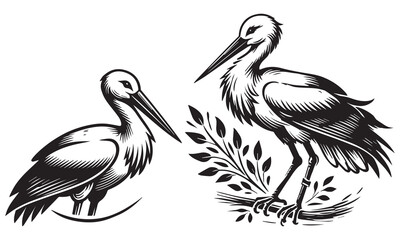 pelican on white background