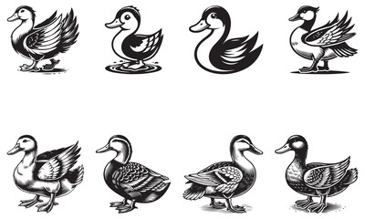 black and white duck