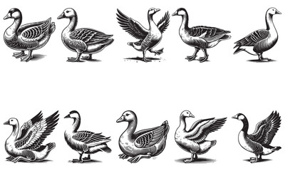 set of geese ©  TOWHIDUL ISLAM