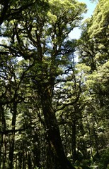 Fototapeta premium trees in the forest