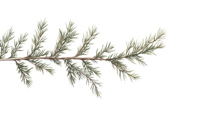 Fototapeta premium Watercolor painting of a cypress branch with transparent background