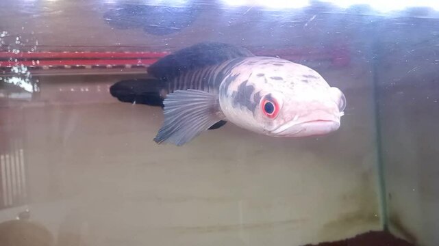 Snakehead channa fish in aquariums are suitable for ornamental fish shop displays