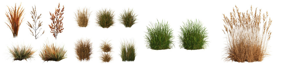 Variety of Lush and Dried Grass Plants in Natural Landscape Settings