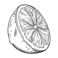 Obraz premium Lemon or lime slice. Vector illustration. Sketch hand drawn. Half tropical citrus fruit. Design for menu, package, cosmetic, textile, cards