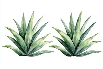 Fototapeta premium Two isolated green succulent plants on white background for decoration or botanical art