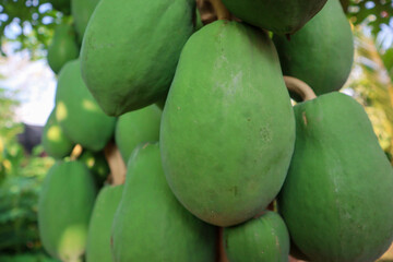 Green papaya hanging on the tree, tropical fruit in indonesia