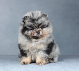 Fototapeta premium Cute little pomeranian puppy. Funny fluffy puppy
