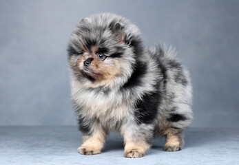Cute little pomeranian puppy. Funny fluffy puppy