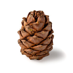 A beautifully detailed pine cone, its scales intricately showcased in warm brown tones, evokes the essence of nature. This organic structure highlights the natural artistry found in forested areas.