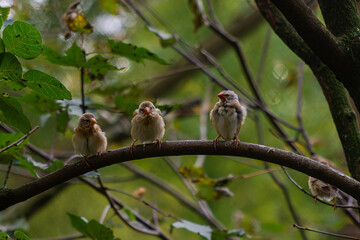 Quelea a small passerine birds that belongs to the weaver family Ploceidae, confined to Africa. 