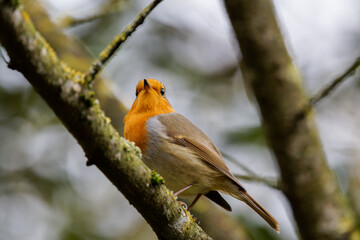 The red robin bird high in the tree