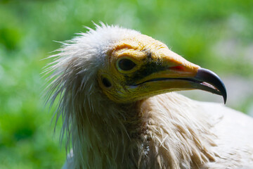 The Egyptian vulture (Neophron percnopterus), also called the white scavenger vulture or pharaoh's chicken