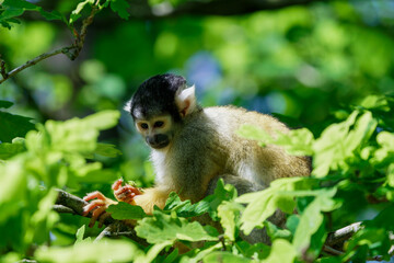 A black capped squirrel monkey eating some leaves from a tree