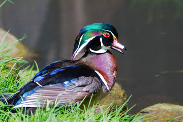 Carolina duck smiling in the bright sun