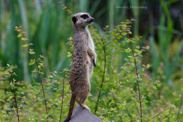 Meerkat (suricata suricatta) standing straight up