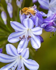 Bee on Blue Flower Blooming in Spring Garden