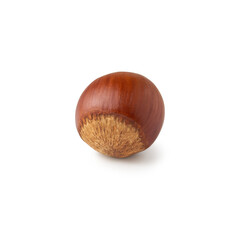 A single hazelnut sits on a pristine white background, highlighting its smooth, warm brown shell. The simplicity of the composition emphasizes the natural beauty and texture of the nut.