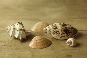 Seashells on wooden background. Close-up image.