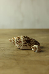 Seashells on wooden background. Close-up image.