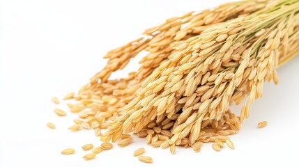 Golden Rice Paddy  Unhulled Rice Grains  Harvest  Agriculture  Food  Closeup