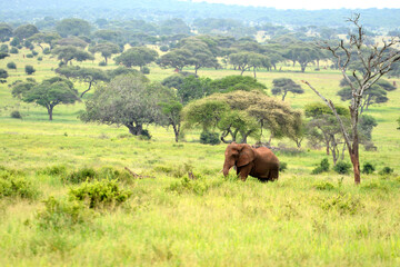 Eléphant traversant une plaine au Serengeti en Tanzanie