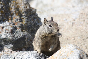 Sitting squirrel on rock