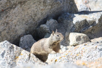 Curious squirrel on rock